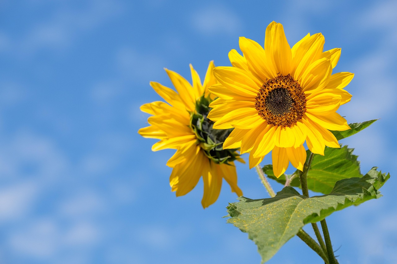 sunflowers-4298808_1280